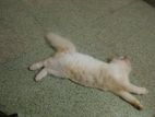 Persian Cat