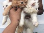 Persian Cat