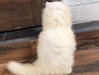 Persian Cat