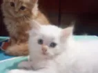 Persian Kittens