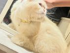 Persian Cat