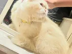 Persian Cat