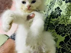 Persian Cat
