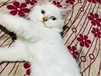 Persian Cat