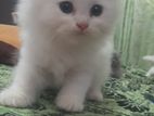 Persian Cat