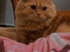 Persian Cat