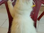 Persian Cat