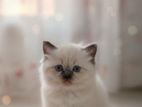 Persian Cat