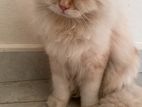 Persian Cat