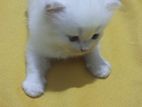 Persian Kittens