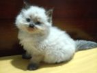 Persian Cat