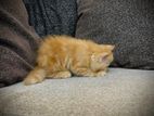 Persian Cat