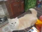 Persian Cat