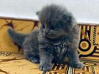 Persian Kitten