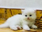 Persian Kitten