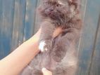 Persian Cat