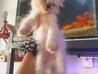 Persian Kittens