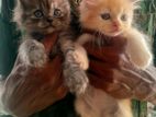 Persian Kittens