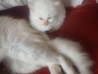 Persian Cat