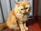 persian cat