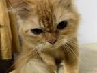 Persian Cat