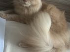 Persian Cat