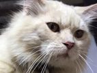 Light Ginger Persian Cat