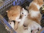 Persian Kittens