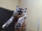 Persian Cat