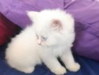 Persian Cat
