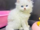 Persian Cat