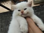 Persian Cat