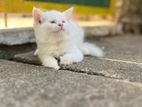 Persian Cat