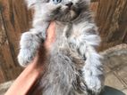 Persian Cat