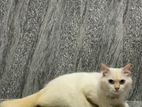 Persian Cat