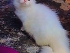 Persian Cat