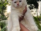 Persian Cat