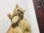 Persian Cat