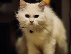 Persian Cat