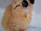 Persian Cat