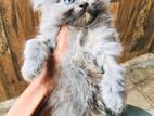 Persian Cat
