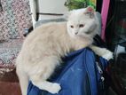 Persian Cat