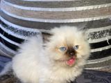 Persian Kittens