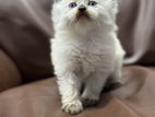 Persian Cat