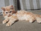 Persian Cat