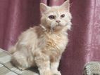 Persian Cat