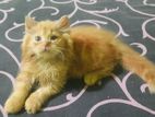 Persian Cat