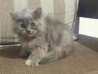 Persian Cat