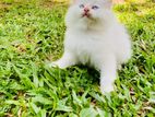 Persian Cat