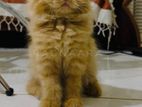 Persian Cat